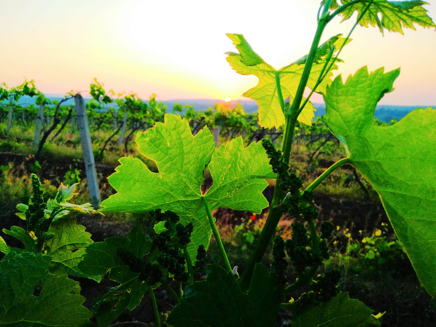 Vineyard detail